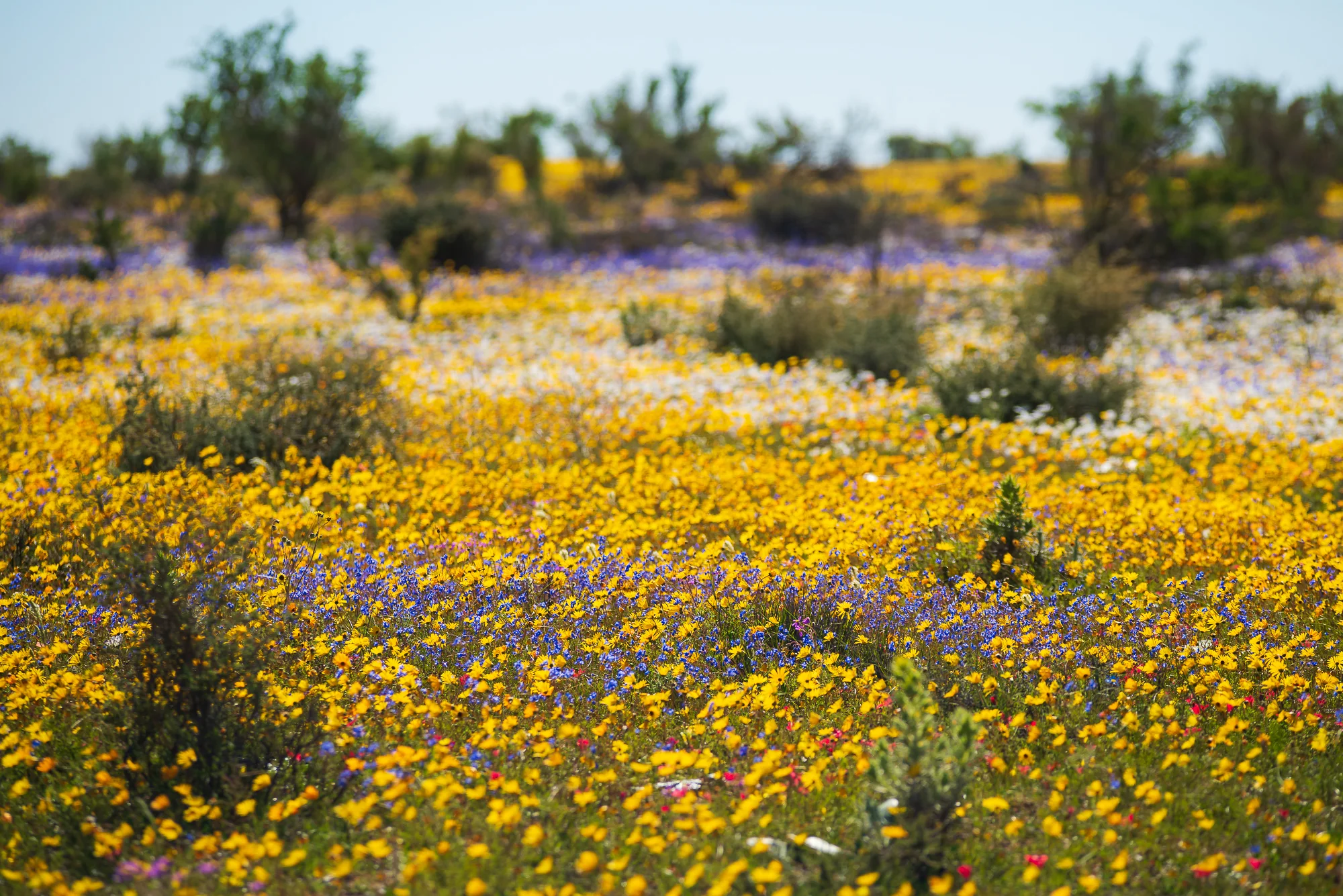 Een ode aan Monet, maar dan in Zuid Afrika
