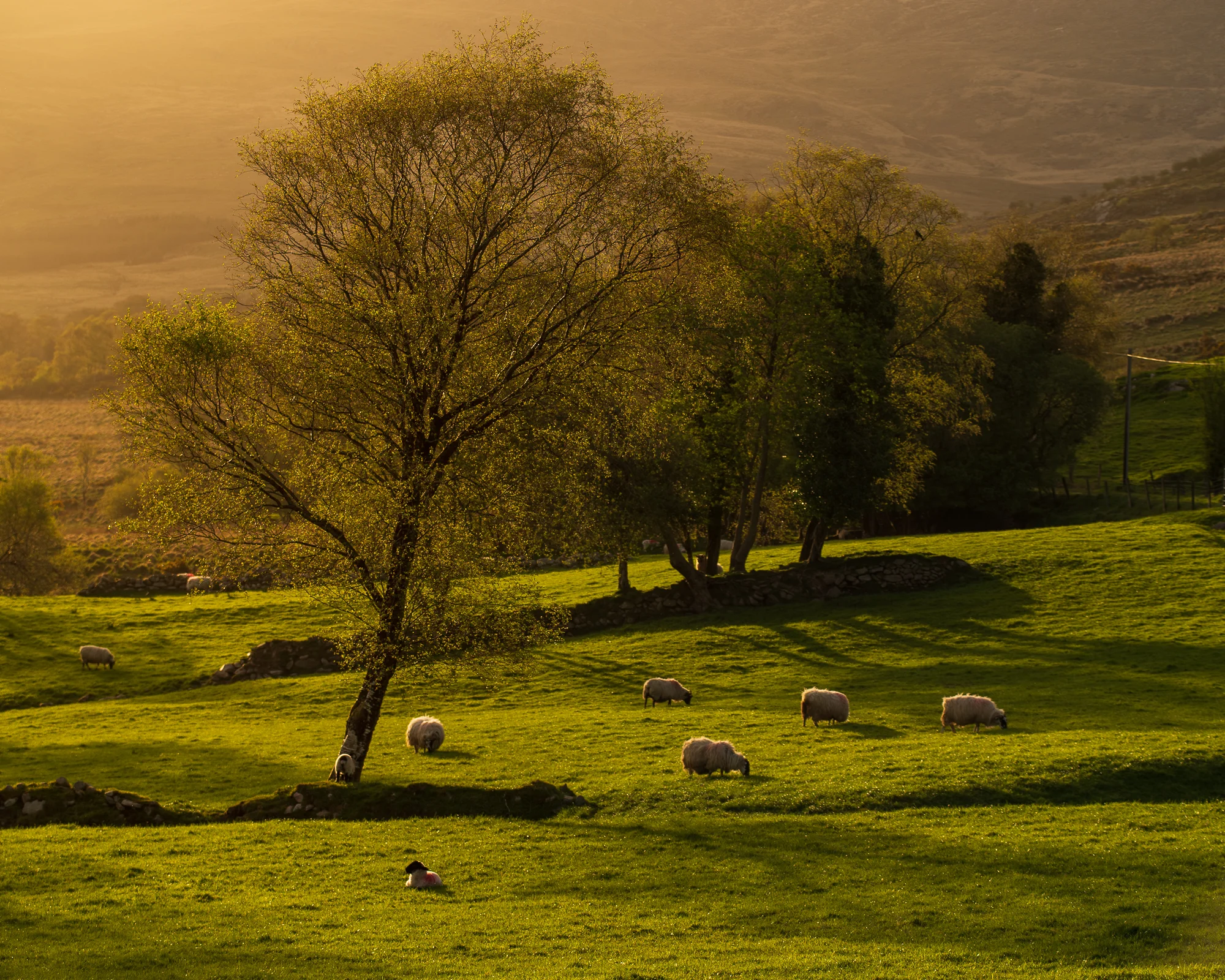 Schapen bij zonsondergang, Kilgarvan.