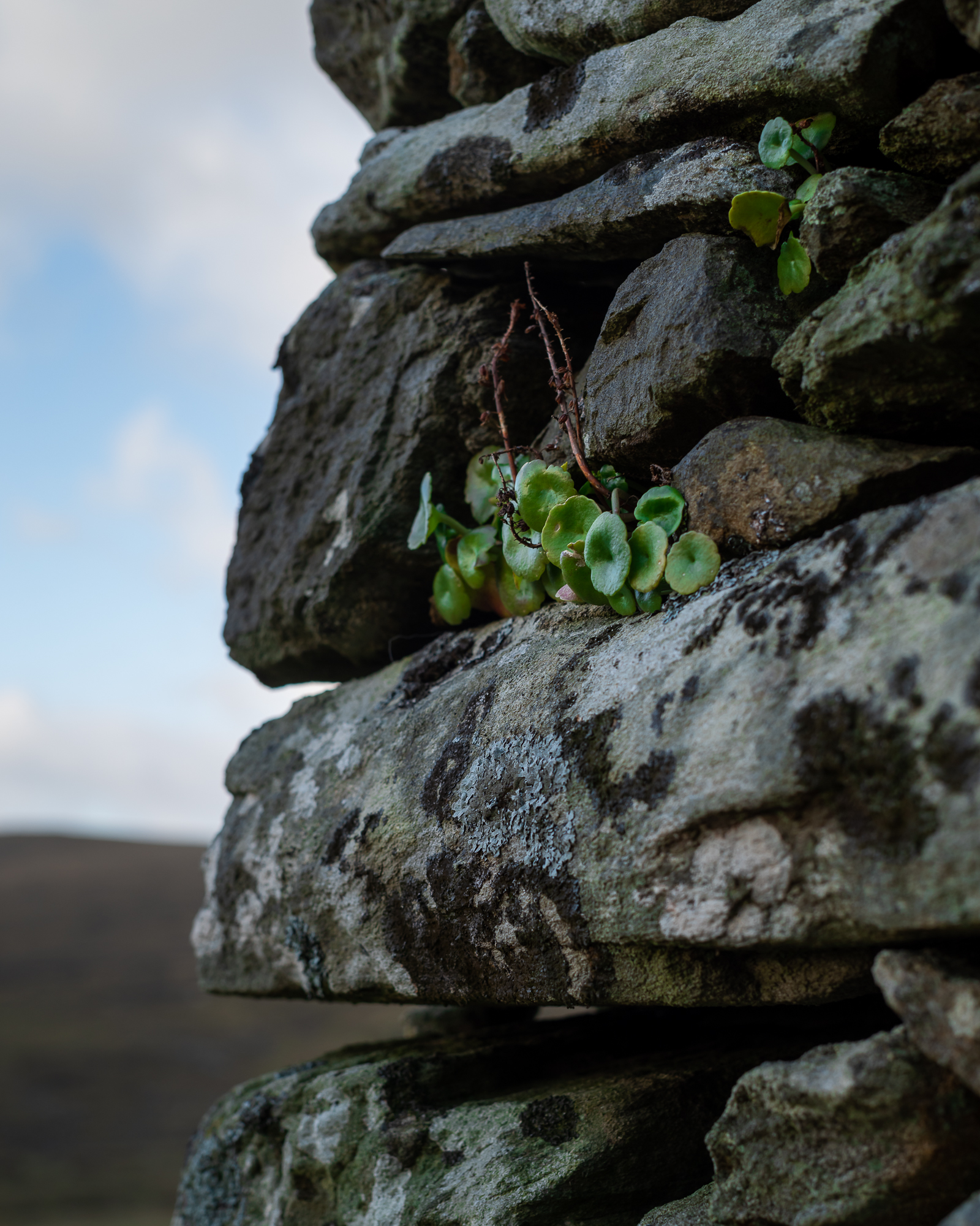 Planten op een vervallen huis, Achill island