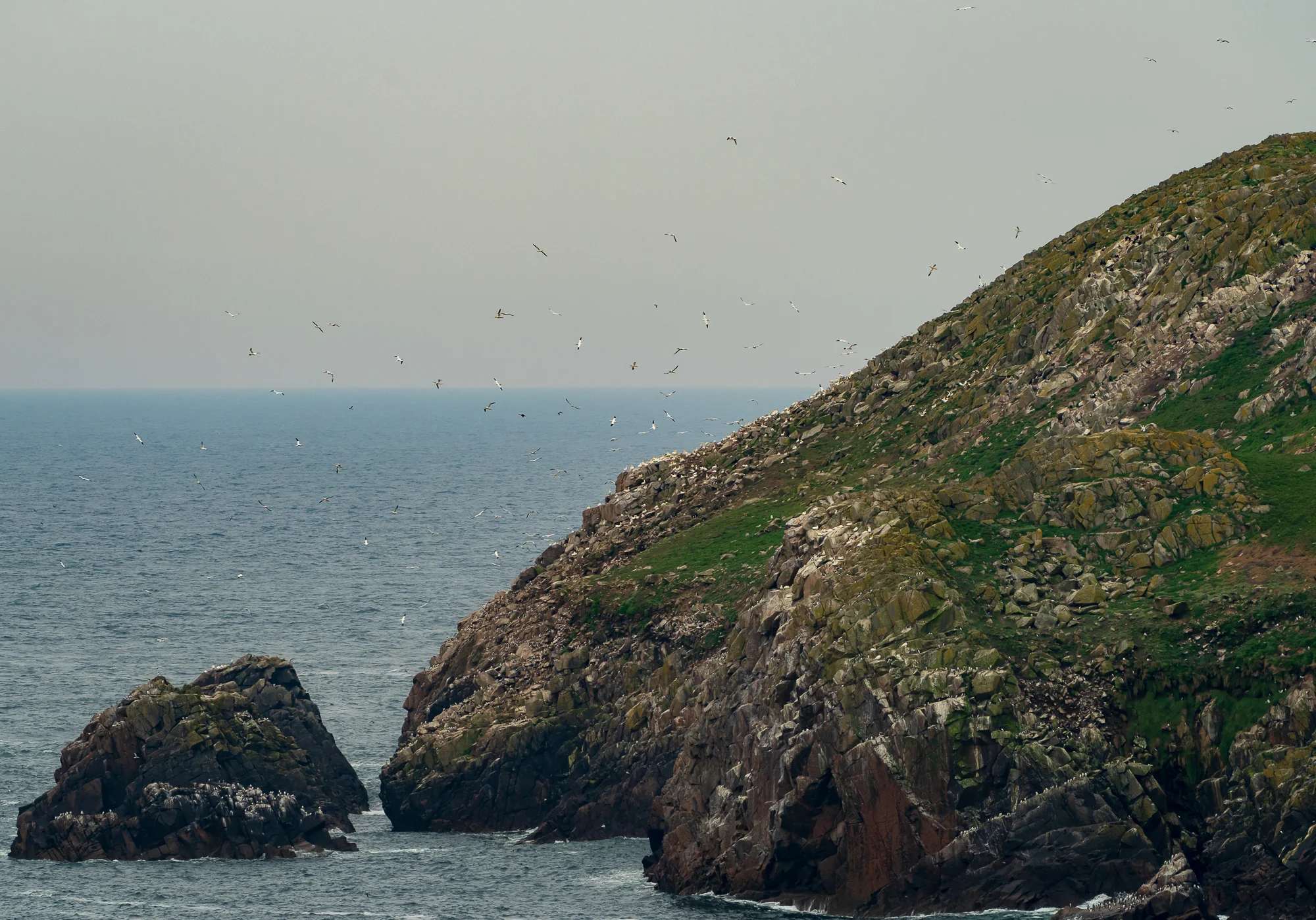 Jan van Genten vliegen rond de kolonie