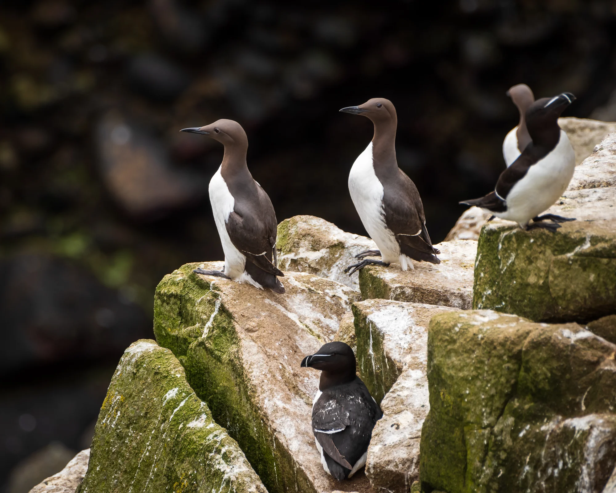 Een guilemot in het bruin wit, de razorbill in het zwart wit.