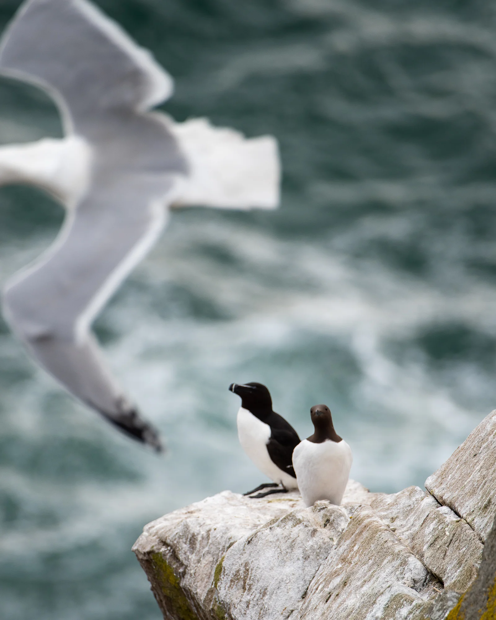 Een meeuw, razorbill en guillemot