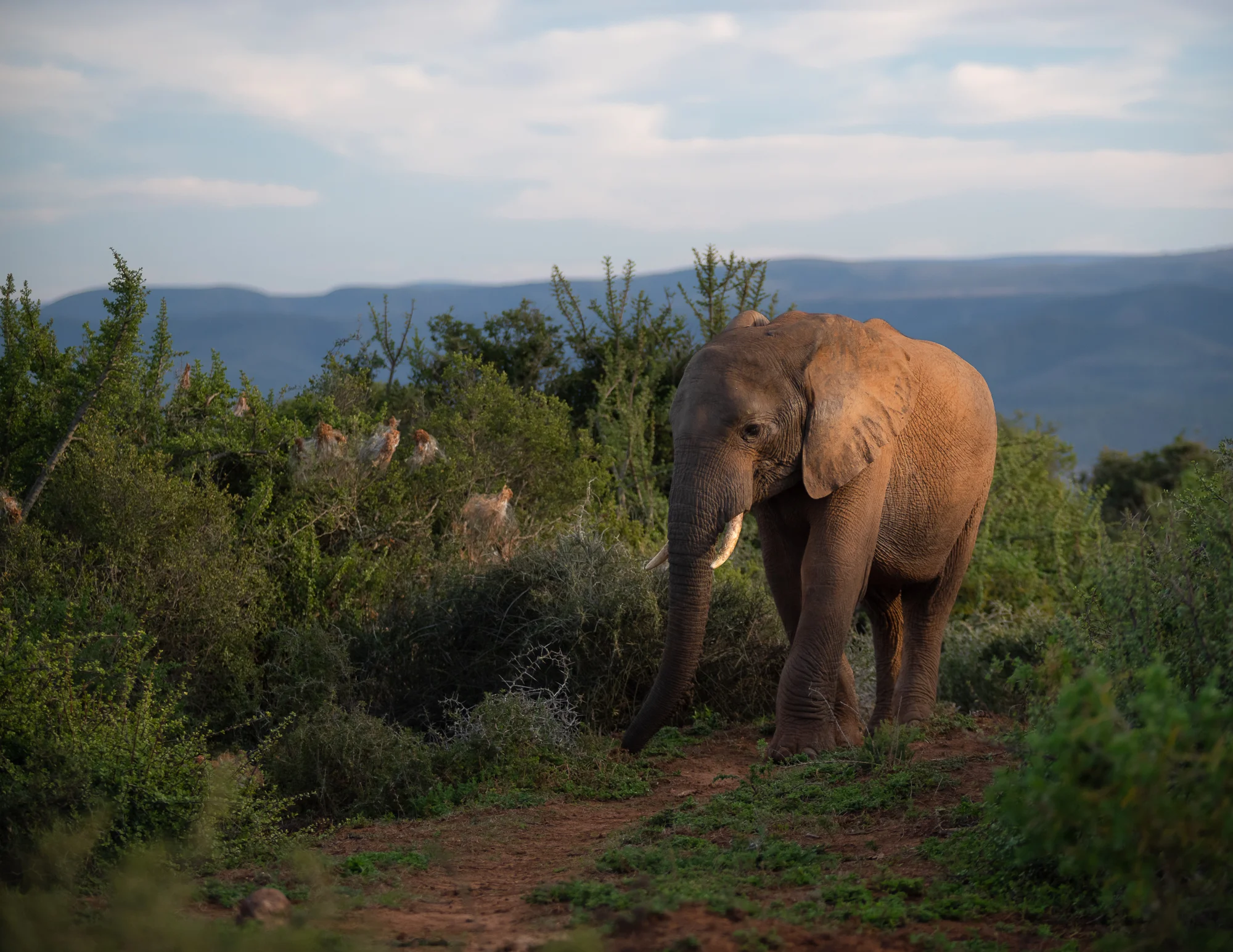 Waar het om draait in Addo: Olifanten