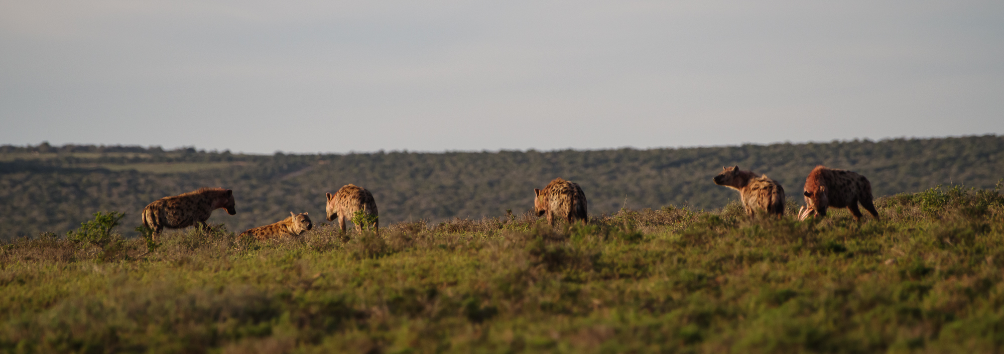 De hyena’s met de vangst