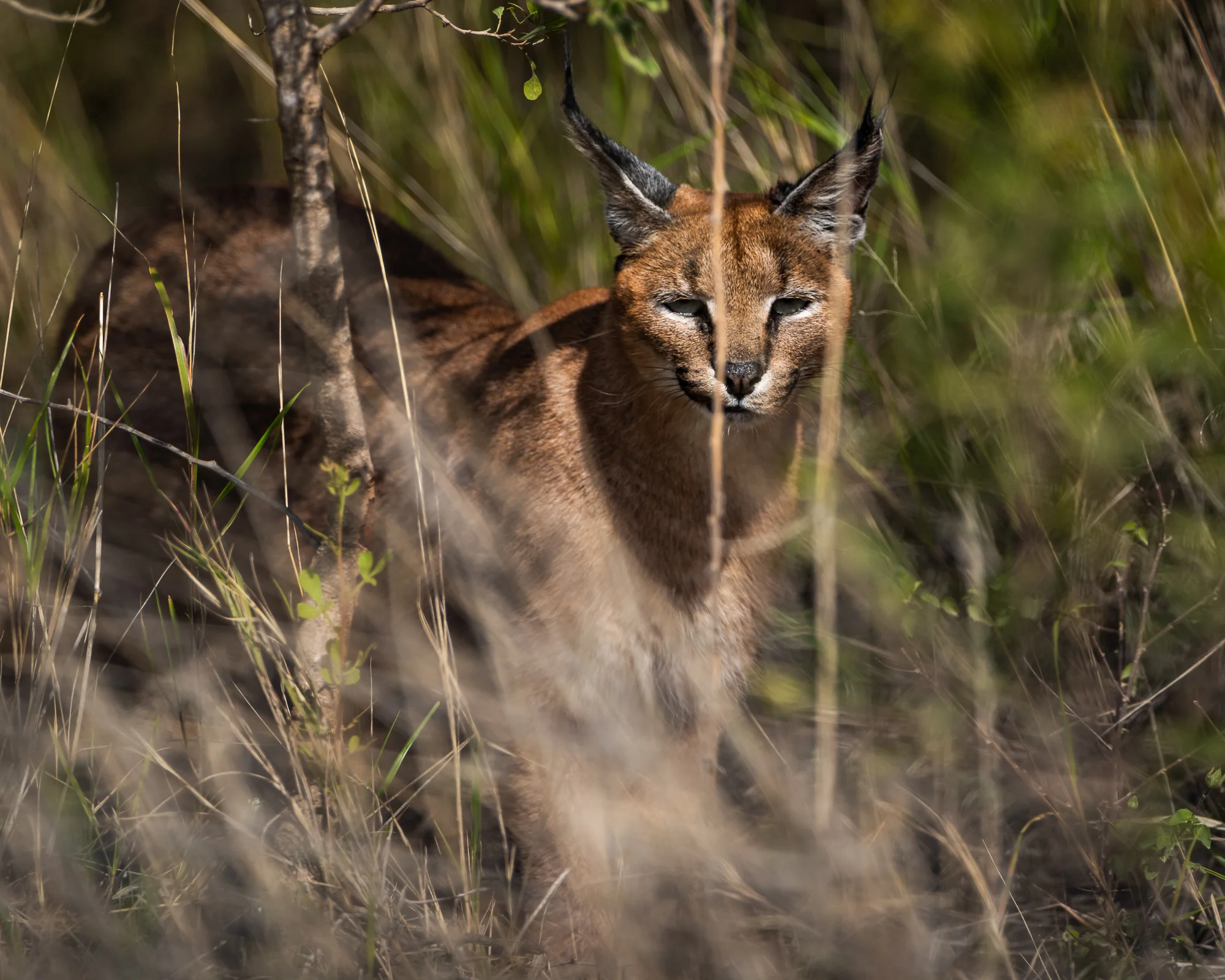De illustere Caracal.