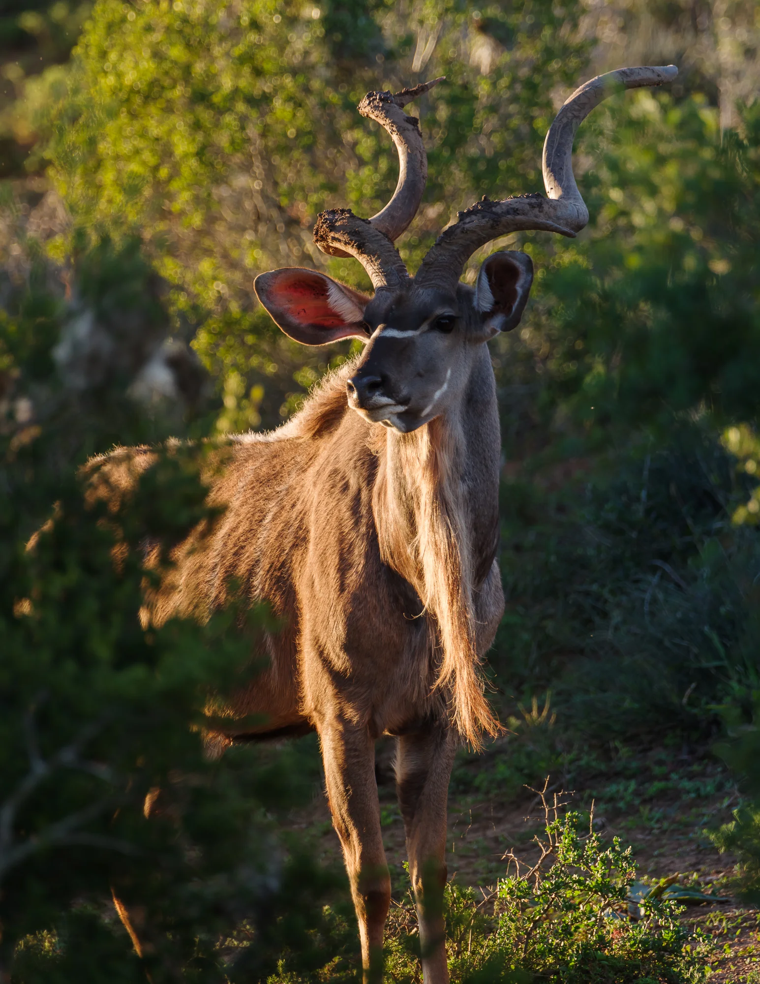 Kudu, hier ga je er veel van zien.