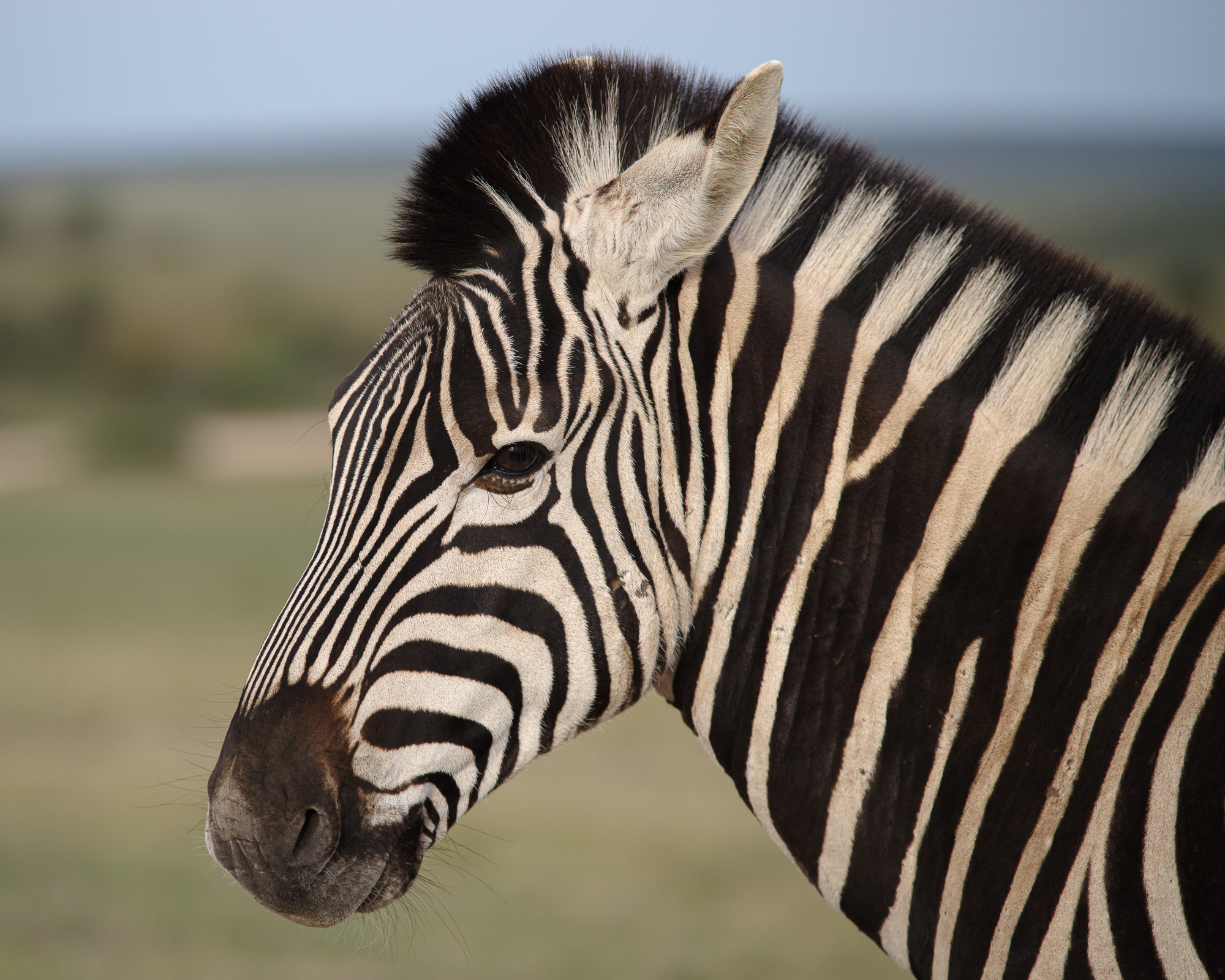 Portret van een zebra in Addo