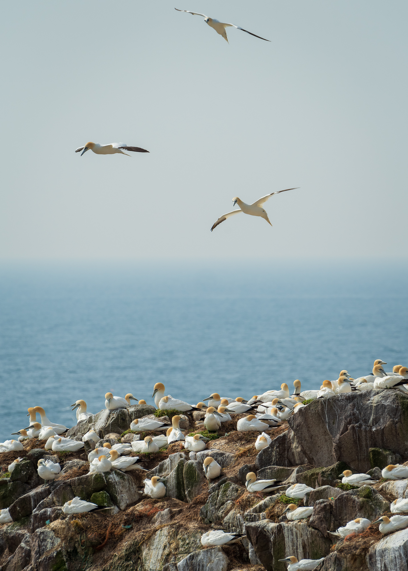 3 vogels in de lucht