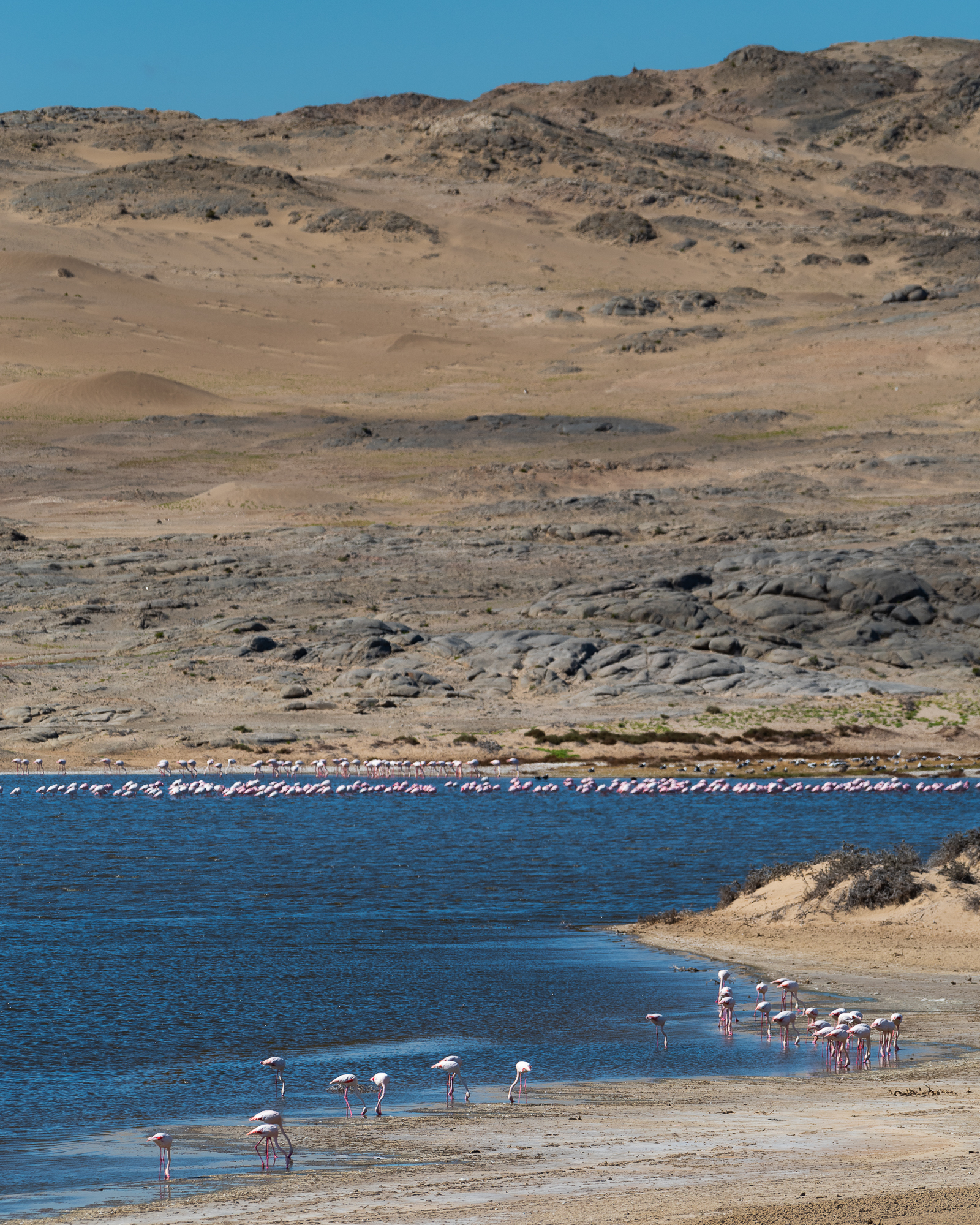Honderden flamingo’s