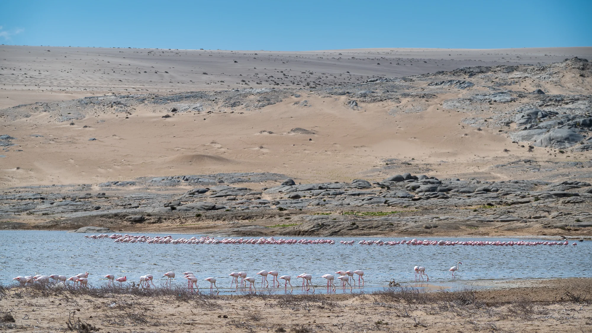 Flamingo’s midden in de woestijn