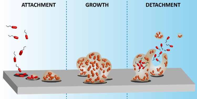 biofilm for website.png