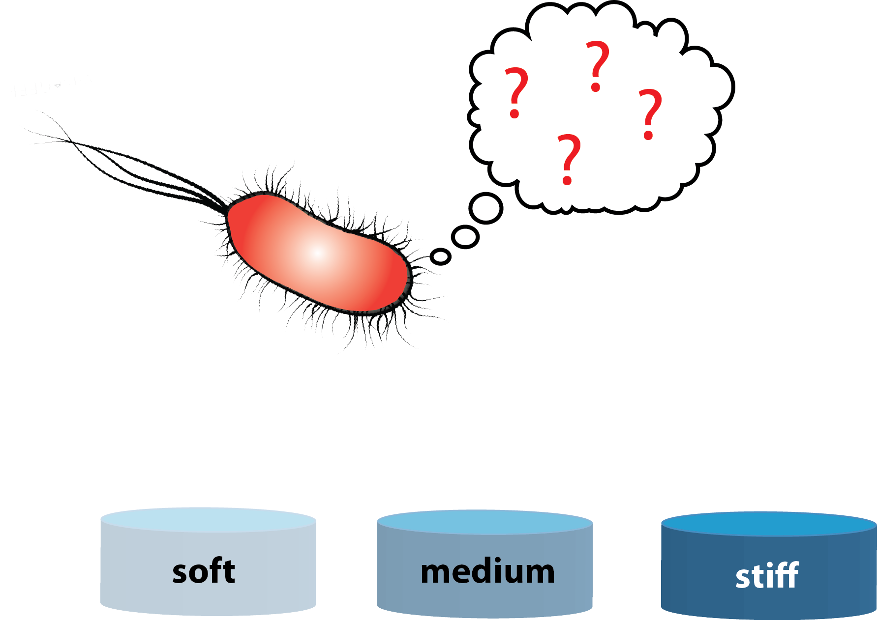 rigidity sensing in bacteria.png