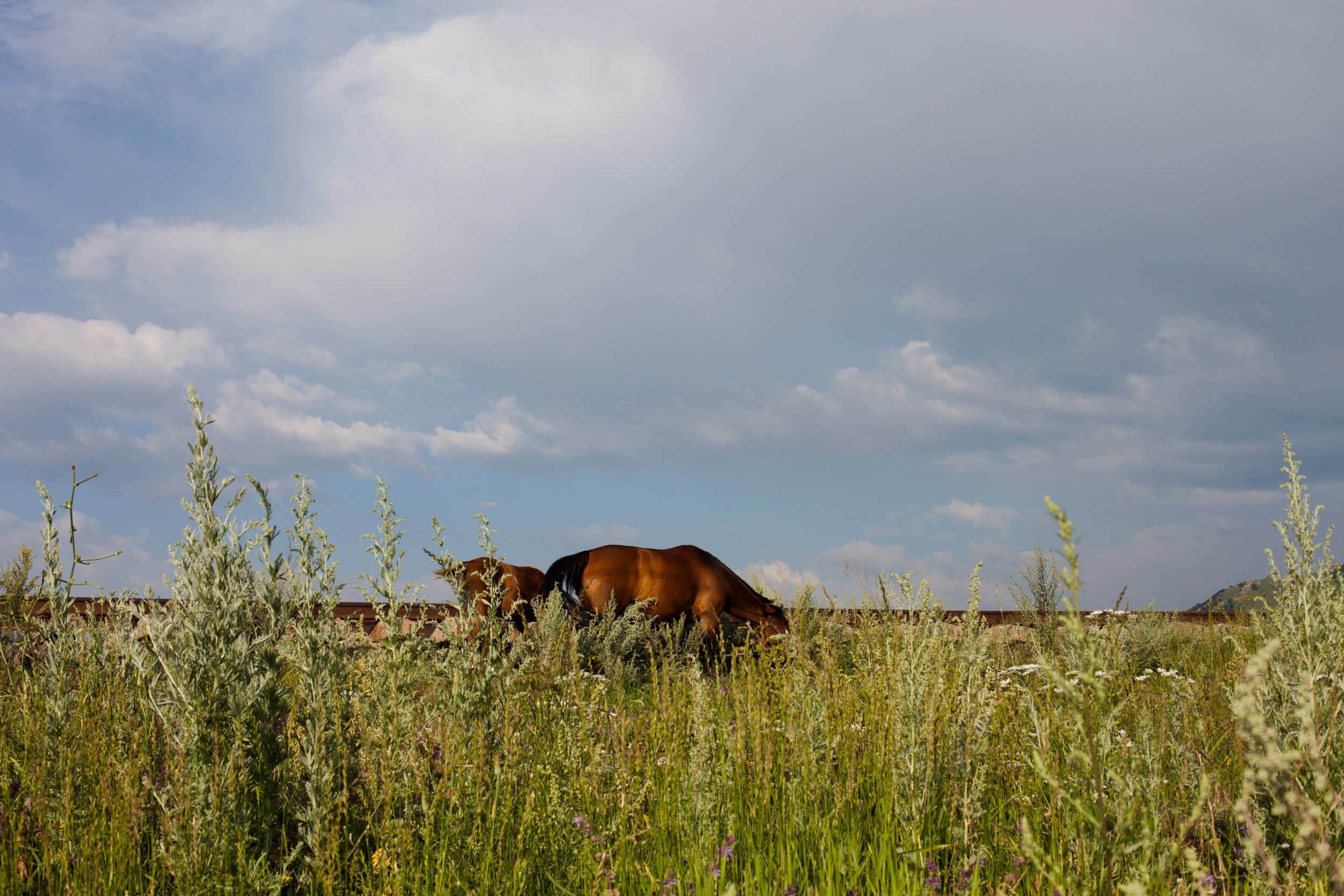 Horses graze along the side of the road in Spitak. 