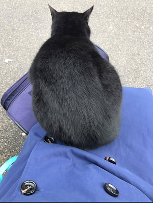 This is not my cat…
