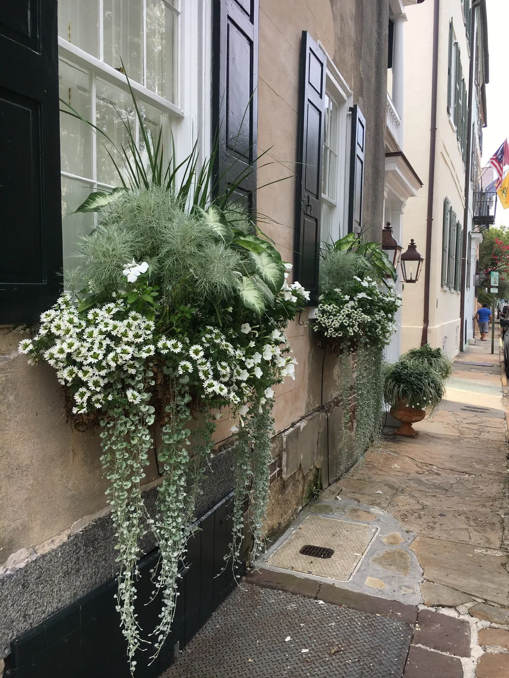 Window box envy in Charleston, SC