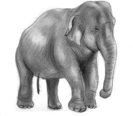 elephant.jpg