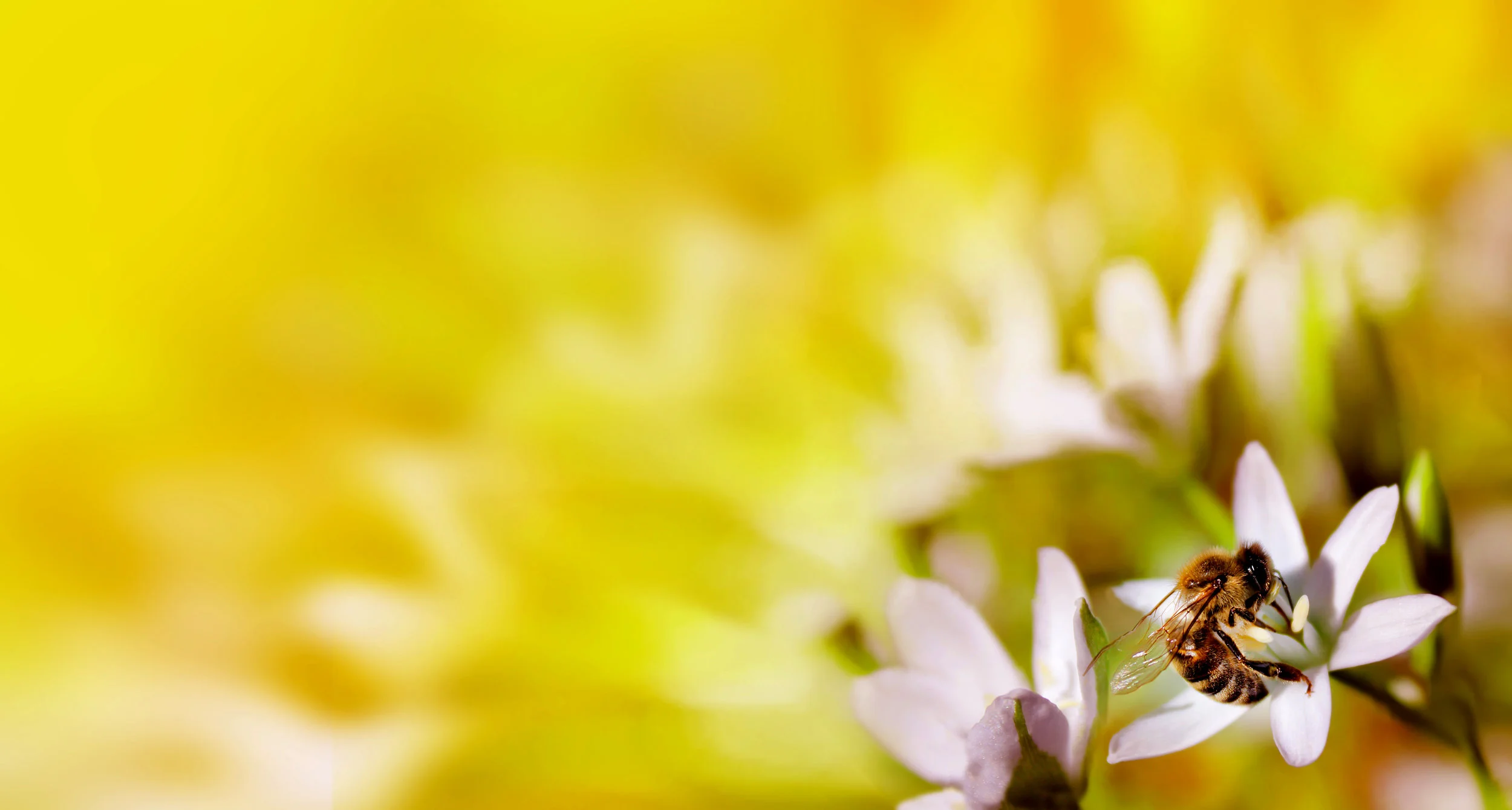 shutterstock_577705864.jpg
