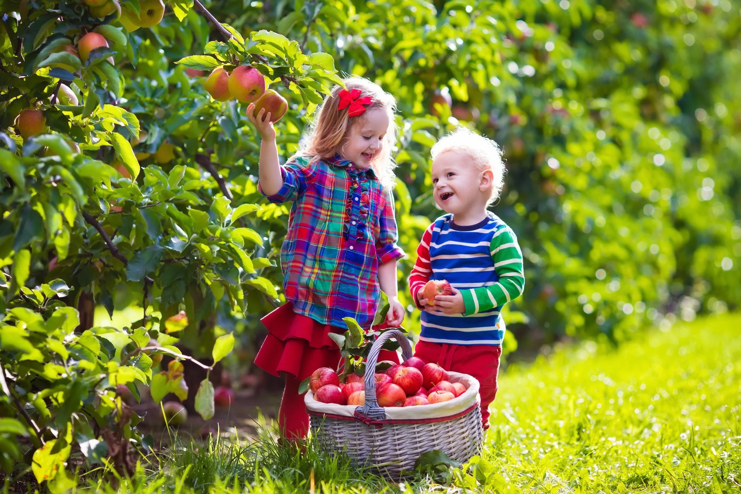 picking apples.jpeg