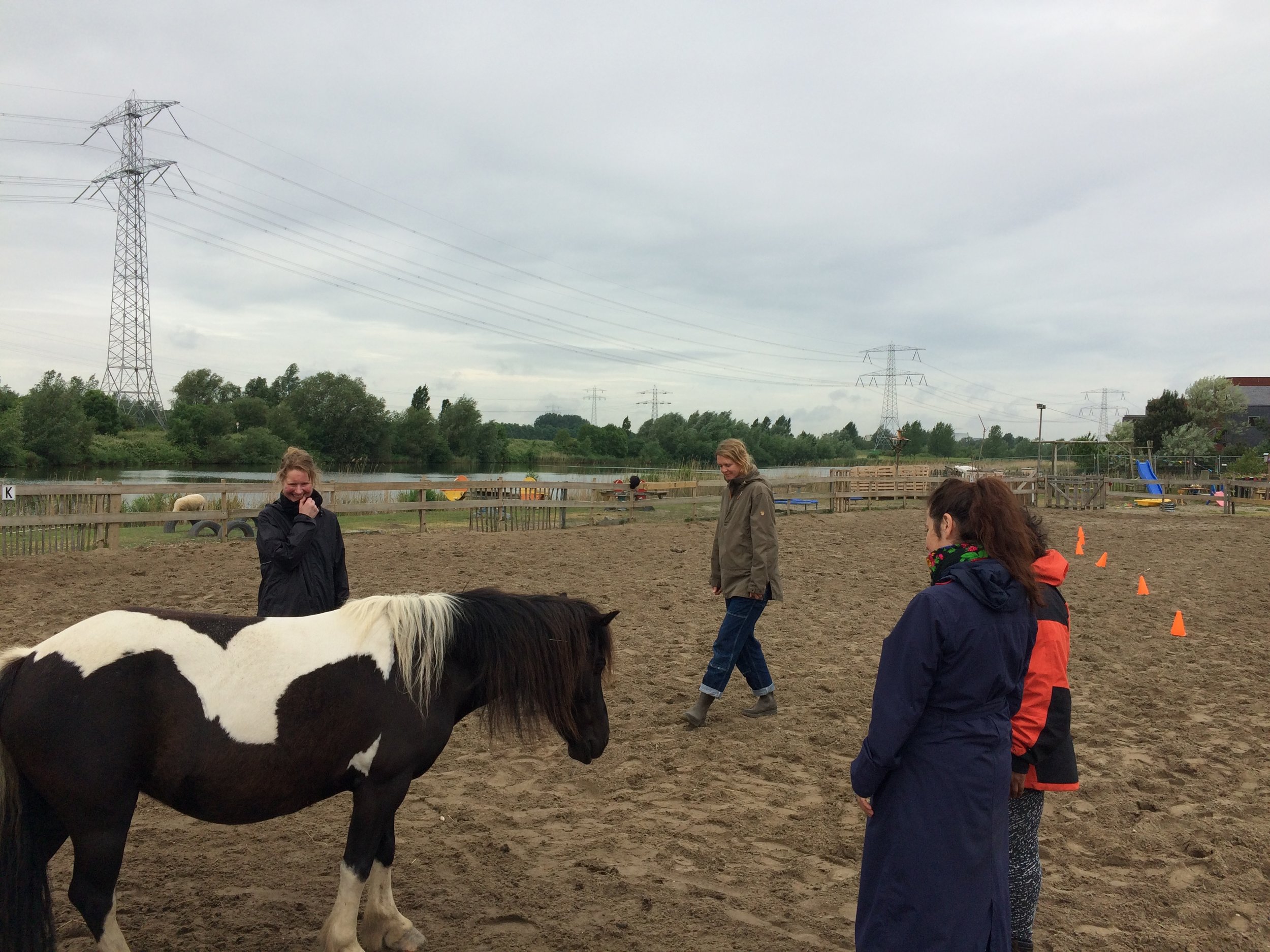 Groepsworkshops en teamcoaching bij paardencoach Fabienne Kootstra in Amsterdam