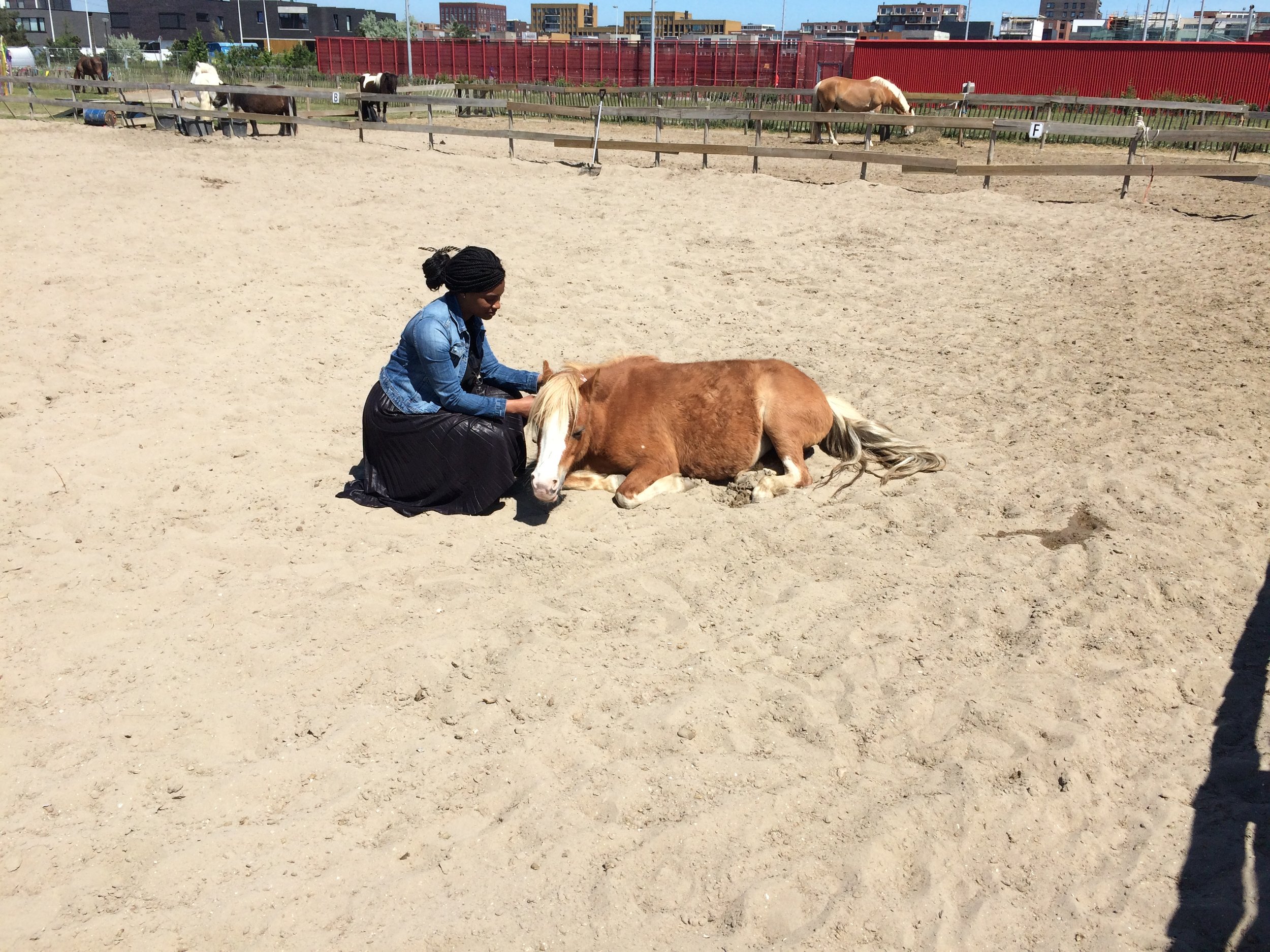 Paardencoaching Amsterdam Familie-opstellingen Fabienne Kootstra For Essence.JPG