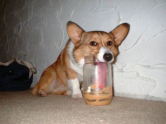 funny-dog-long-tongue-peanut-butter.jpg