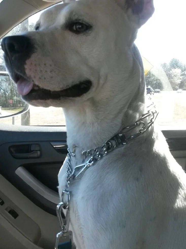 Frank’s co-pilot, his dog, Asia