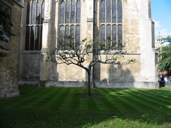 Picture of apple tree at Trinity College, Cambridge by zenm at flickr