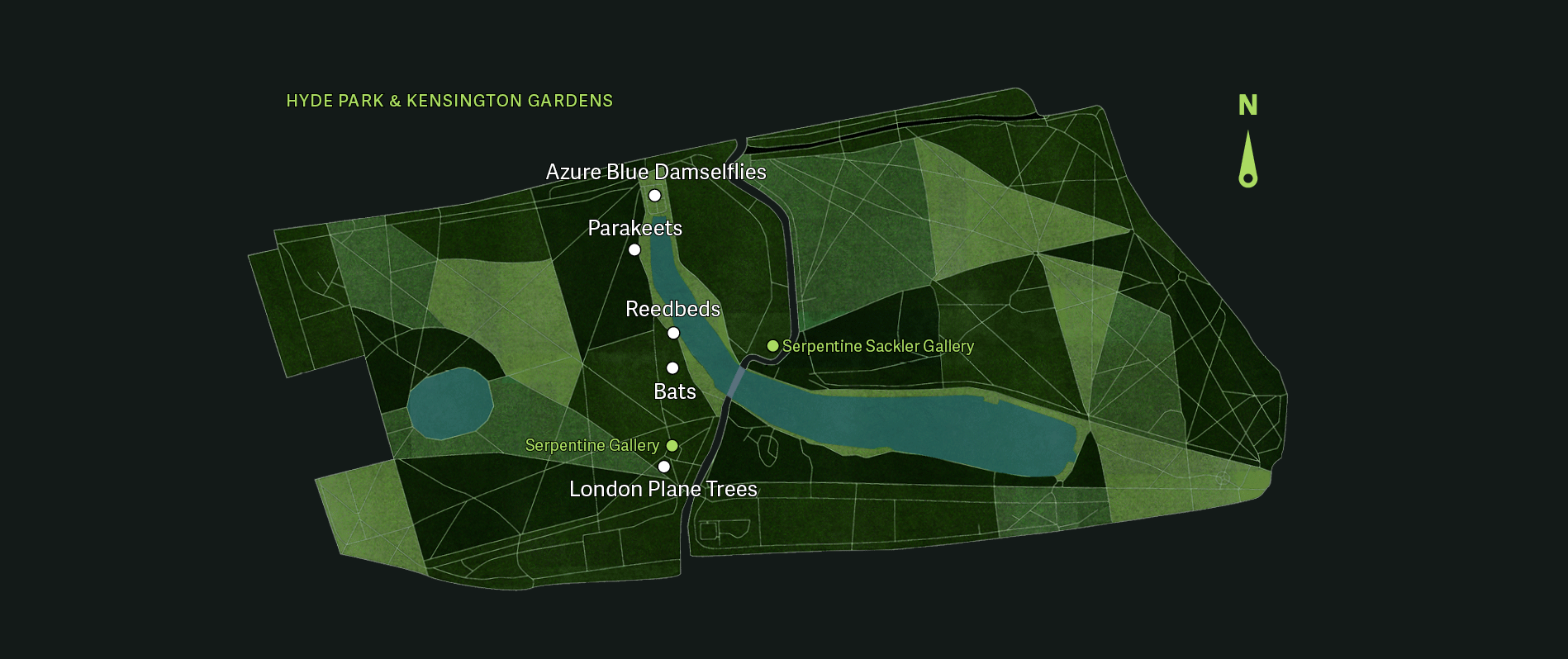 Selected as the first Serpentine Augmented Architecture commission, Kudsk Steensen responded to the global open call for new forms of architecture by examining the systems and infrastructure of the park and its species, and the legacy of human impact across time. At the core of the work is the London plane tree, a hybrid of two sycamore and plane trees from different sides of the world, that functions, as Kudsk Steensen states as ‘an early form of bio-architecture’. Planted liberally throughout London during the Industrial Revolution, the tree can withstand extremely polluted conditions and the bark absorbs pollutants to protect the tree itself and clean the air we breathe which is then regularly shed. The bark becomes an archive and historical document of particles and pollution that connects our bodies to the species that cohabit the park. The Deep Listener invites you to be guided on a journey to both see and hear the sights and sounds of five of London’s species: London plane trees, bats, parakeets, azure blue damselflies and reedbeds, that are part of the park ecosystem that might otherwise be ignored, intangible or simply invisible. Drawing on the principles of deep listening, a slow and embodied process of attentive and embedded listening in order to reflect and learn, Kudsk Steensen has collaborated with the field recordist and sound designer Matt McCorkle to represent five species as sound. Mirroring the process of field work undertaken by Kudsk Steensen, both the audio and visuals within the project are drawn directly from organic source material gathered from a period of embedded research within Kensington Gardens and Hyde Park. These organic materials are then transformed through digital processes to be re-embedded within the same context. As you move through the augmented reality encounters of the commission, these soundscapes can be sped up and slowed down according to your proximity to the ecological visualizations in order to reveal the complexity and nuances of non-verbal aural languages and shift your own relationship to time. Through these interactions, your own body becomes the mechanism to alter the environment around you and the technology becomes an active form of communication between the human and non-human actors in the park. Through The Deep Listener , Kudsk Steensen builds an experience for users to explore the sublime and vexing power of our ecosystem. The park becomes, as it has throughout history, the architectural backdrop to access the natural world that exists within the city.