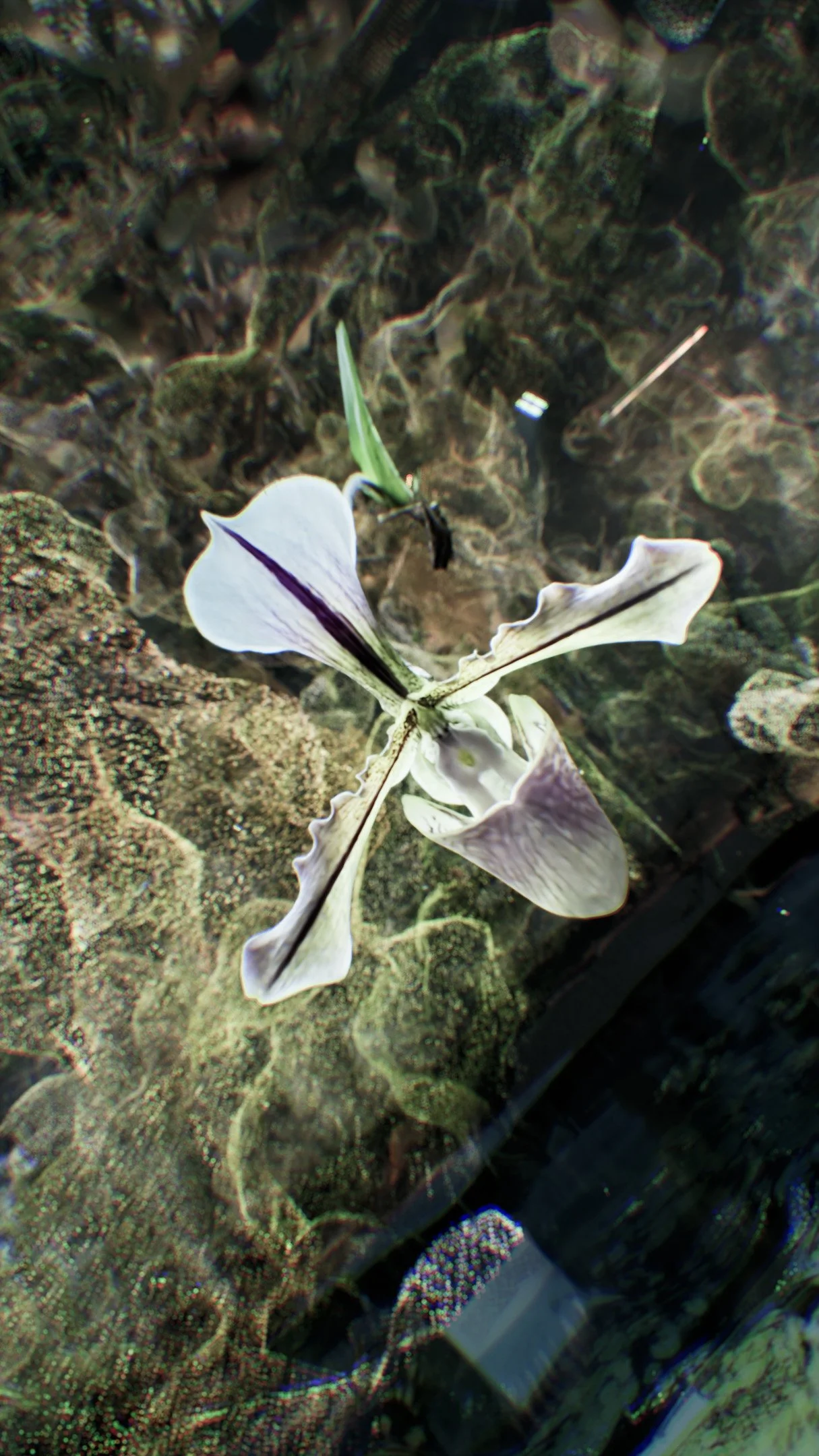 6_Levitating_orchid (0-00-23-25).jpg