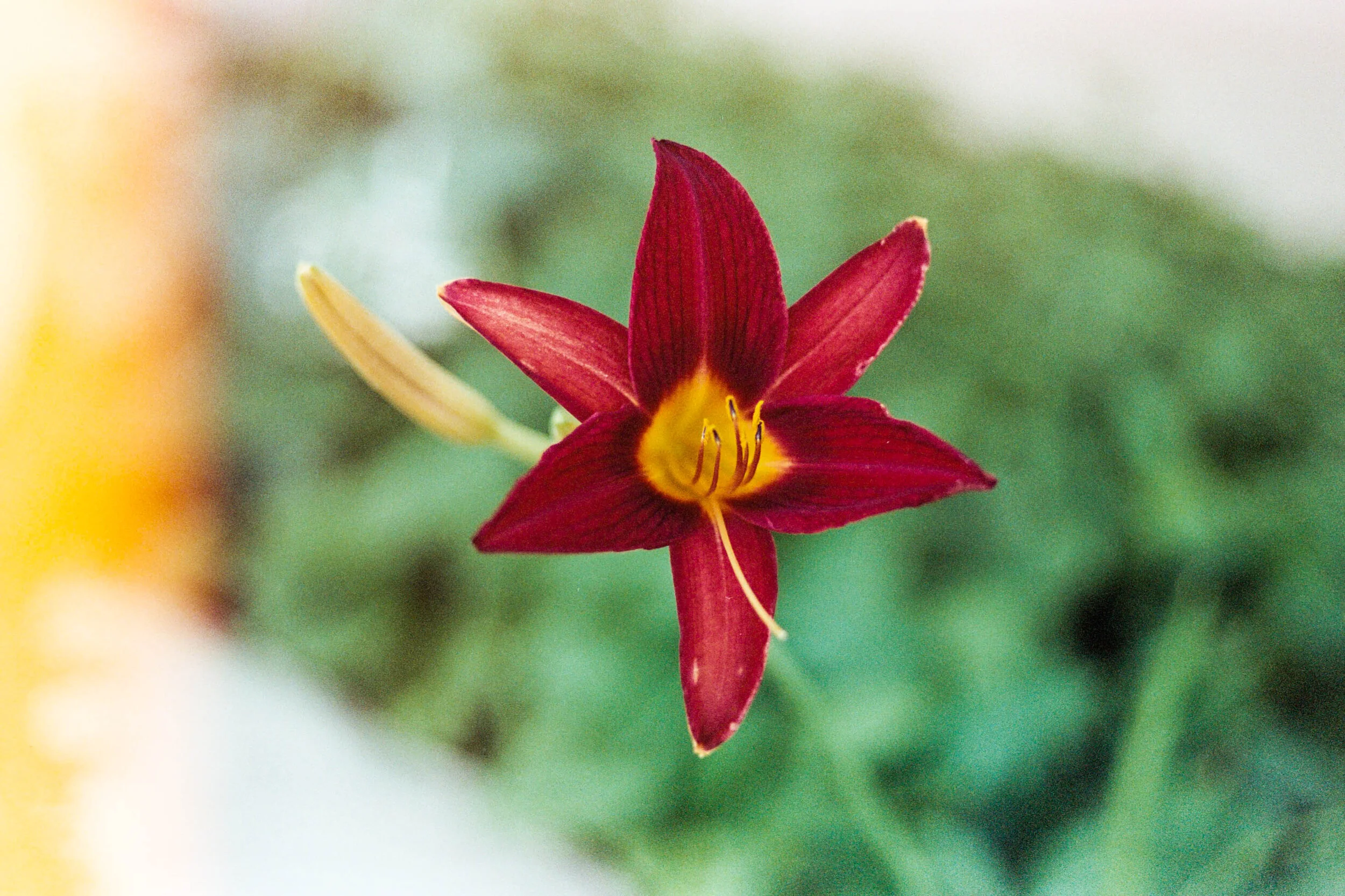 2020-07-13 Leica M3DS 50mmDS Kodak Portra 400AA011.jpg
