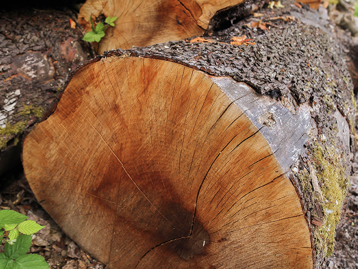 Fallen Log.png