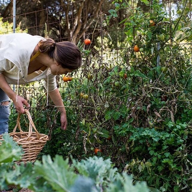 We wanna know how your victory garden going! What did you plant this year? What are you most excited about? What are you already sick of eating?

Also, can we talk about the smell of tomato plants on your hands after harvesting?! Best. Smell. Ever.