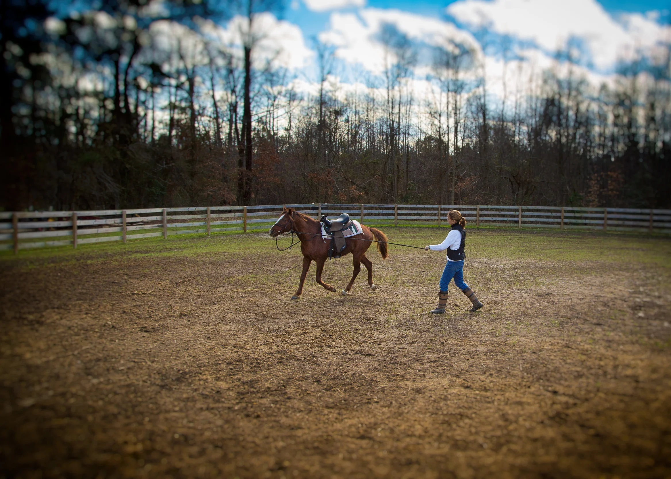 Effective groundwork is a critical part of equine relationship building.