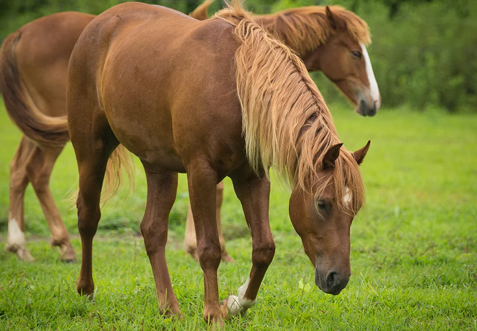 Picasso, a Baca gelding.