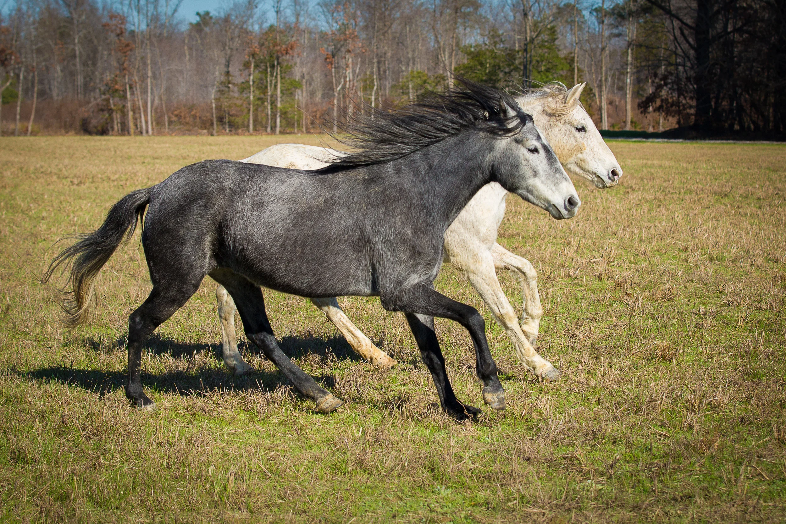 Estrellita (gray mare) and Cara Blanca (white mare)