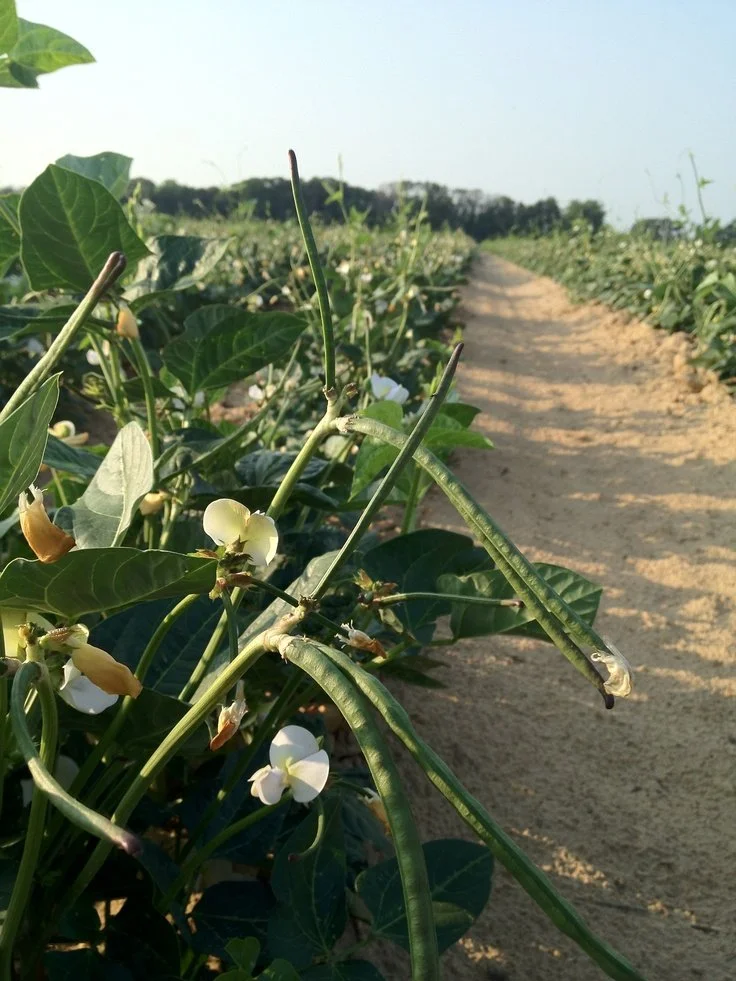 Sides Pea Farm | Canton, Texas