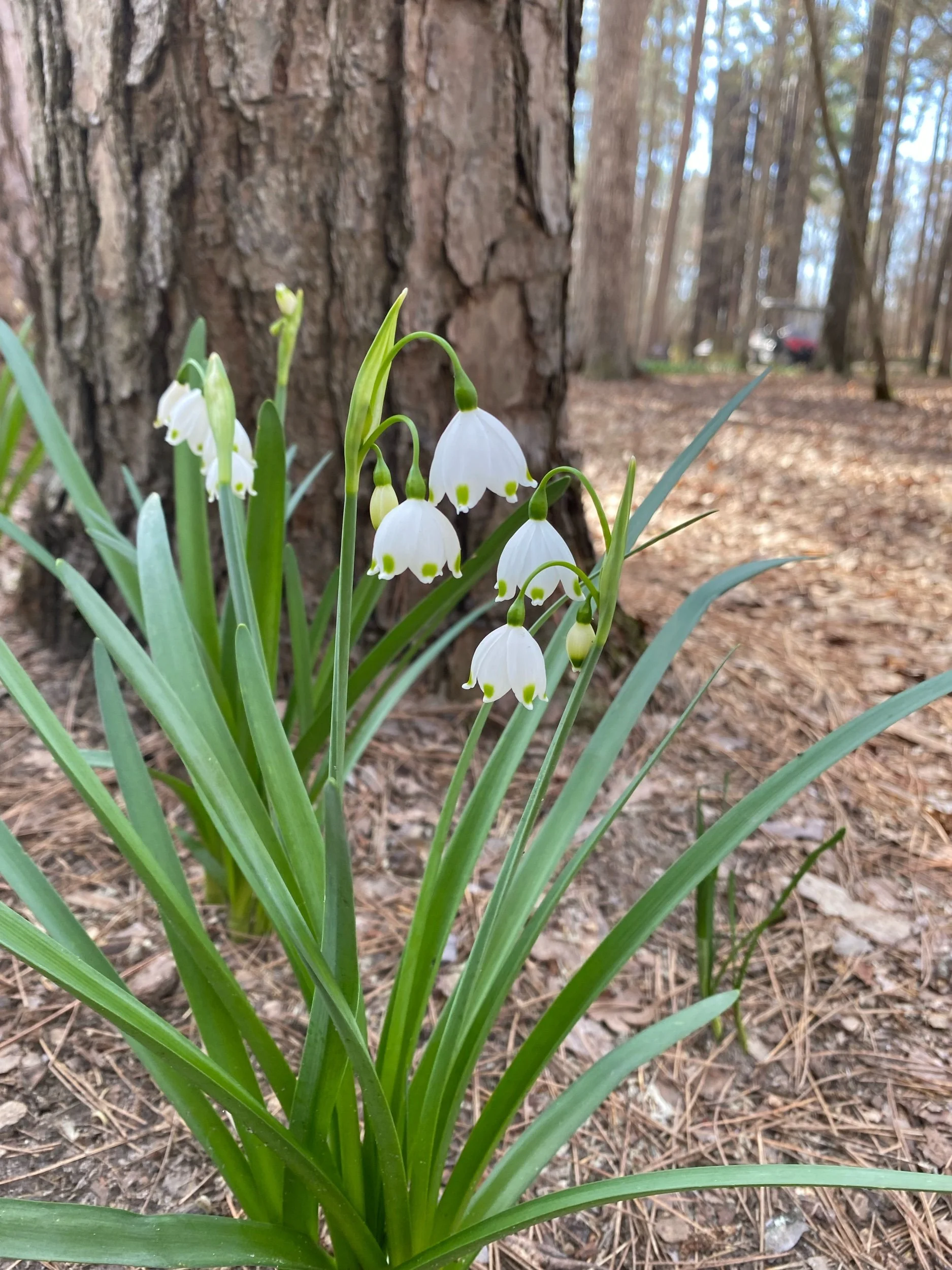 A Perpetrator Released