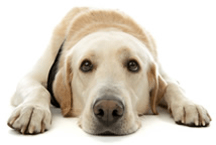 40a.gif