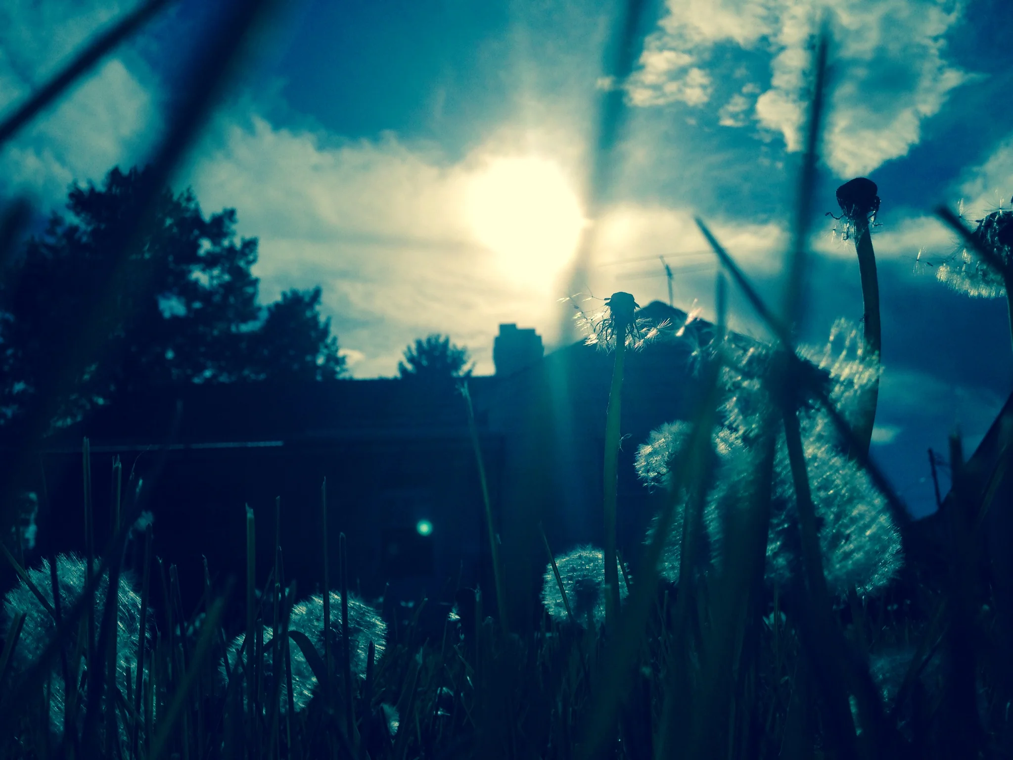 Dandylion.Lafayette.Sun.JPG