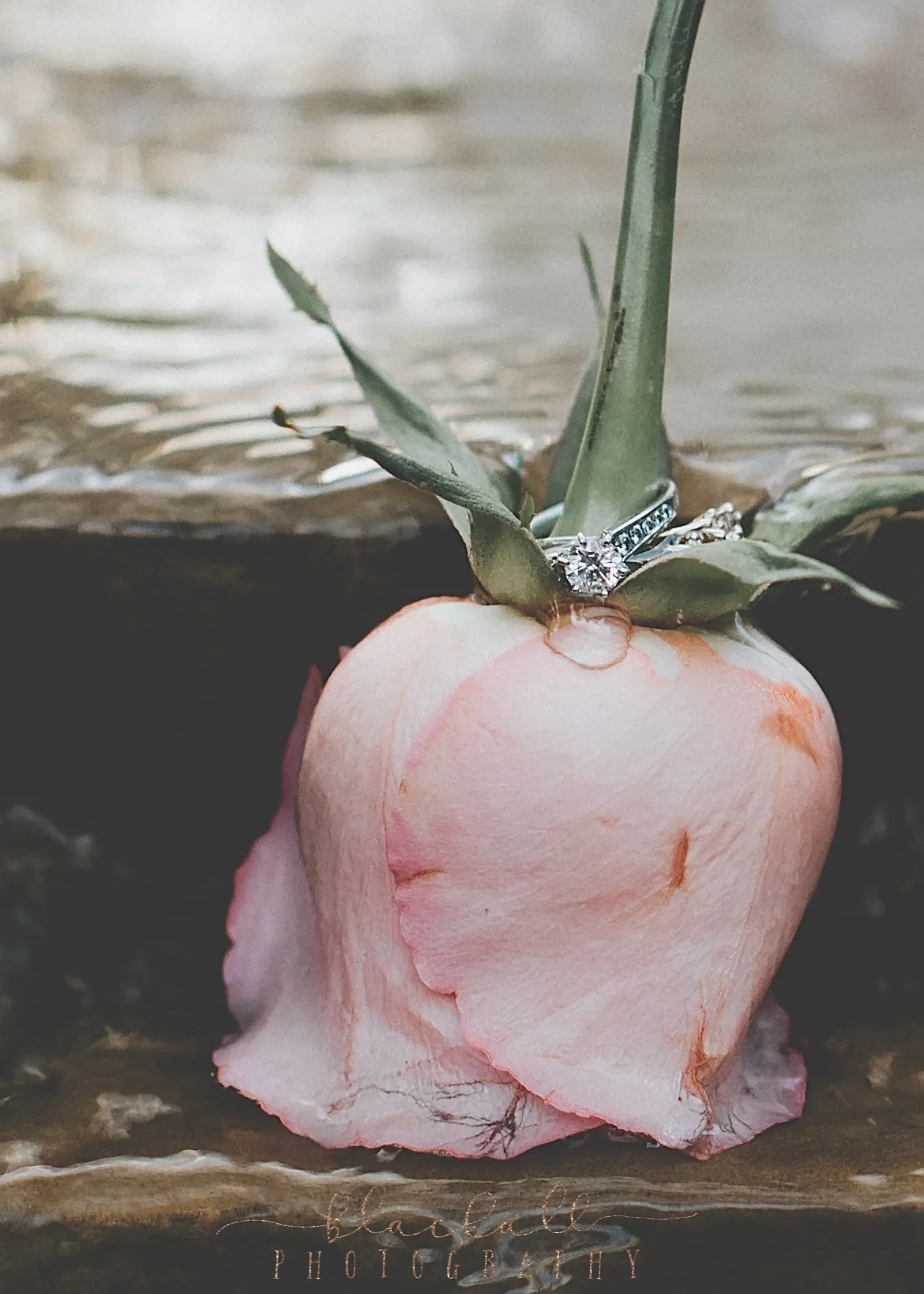 BUCHLER bride_ BlackallPhotography_8.JPG