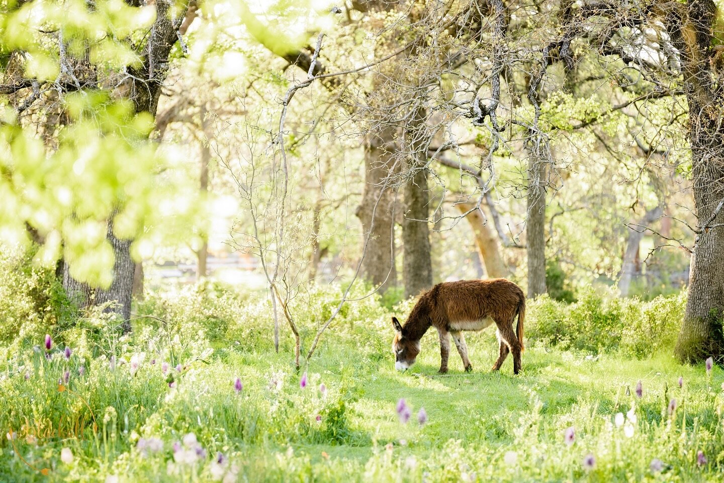 Happy Good Friday ✨

Hope you enjoy this photo of this happy little donkey grazing in the afternoon sun. 
☀️ 🫏
&zwnj;
&zwnj;
&zwnj;
&copy;️Blackall Photography 2024
#BLACKALLPHOTOGRAPHY
#Texas
#TexasThroughHerLens
#NikonPro
#springsession
#NikonPhot