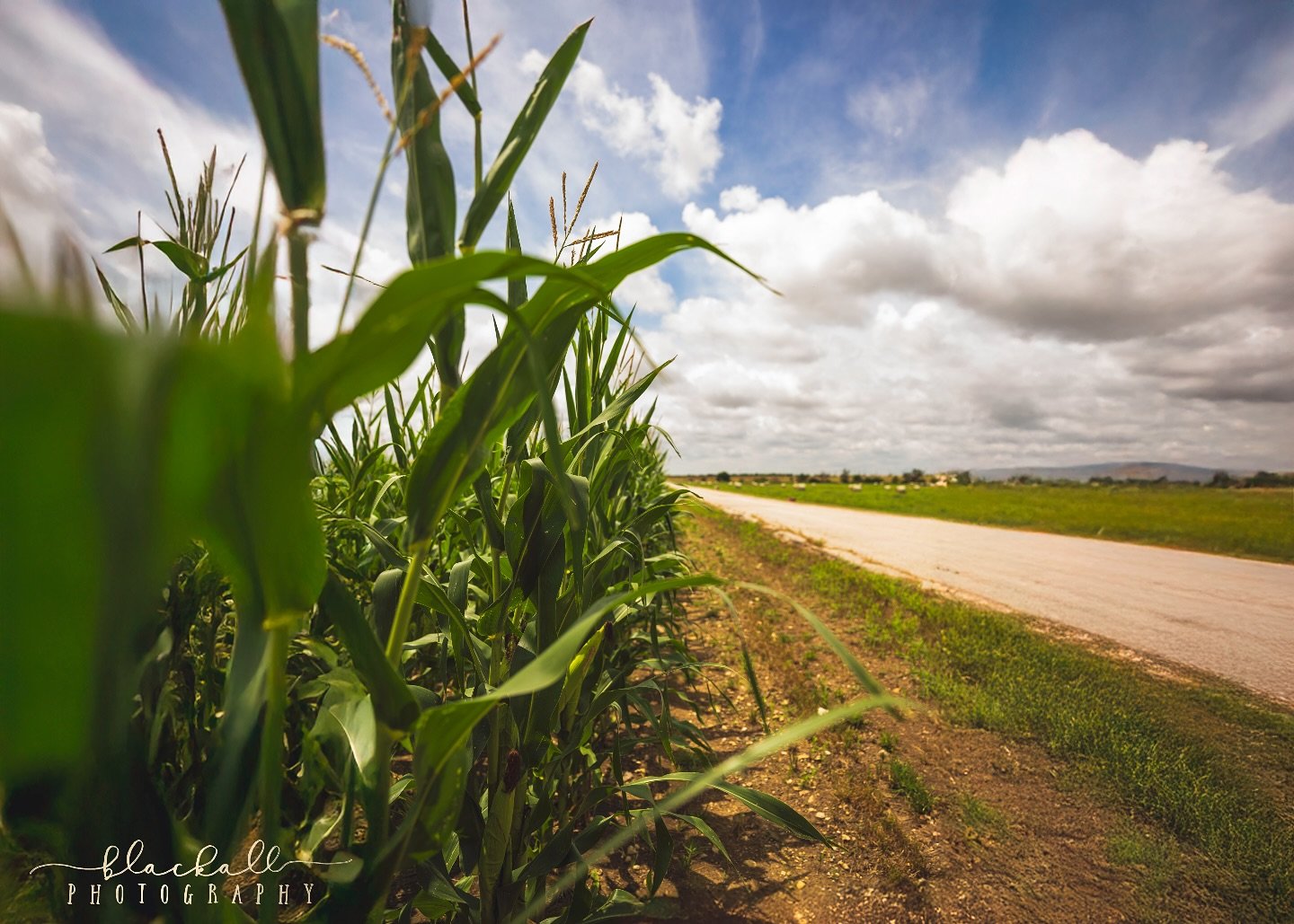 🌽 ONE. HUNDRED. SESSIONS. 🌽
Y&rsquo;all&hellip; I just sat down to start backing up today&rsquo;s shoot, and it hit me&mdash;this was session number 100 for the year. ONE HUNDRED. And it&rsquo;s only June?! Whew!

I spend most of my time with famil