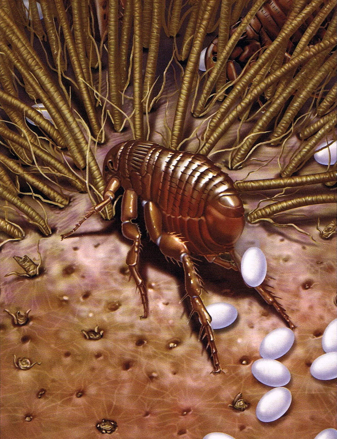 Flea Eggs