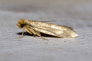 Moth Tiny IMG Compressed.jpeg