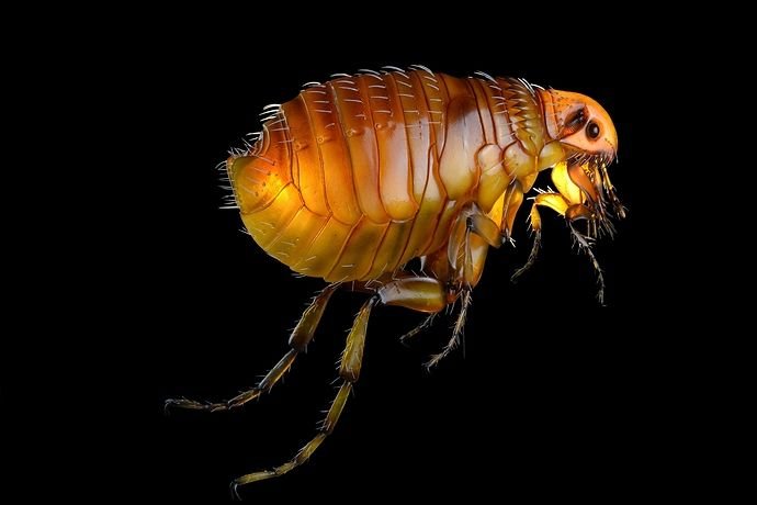 flea on black background.jpg