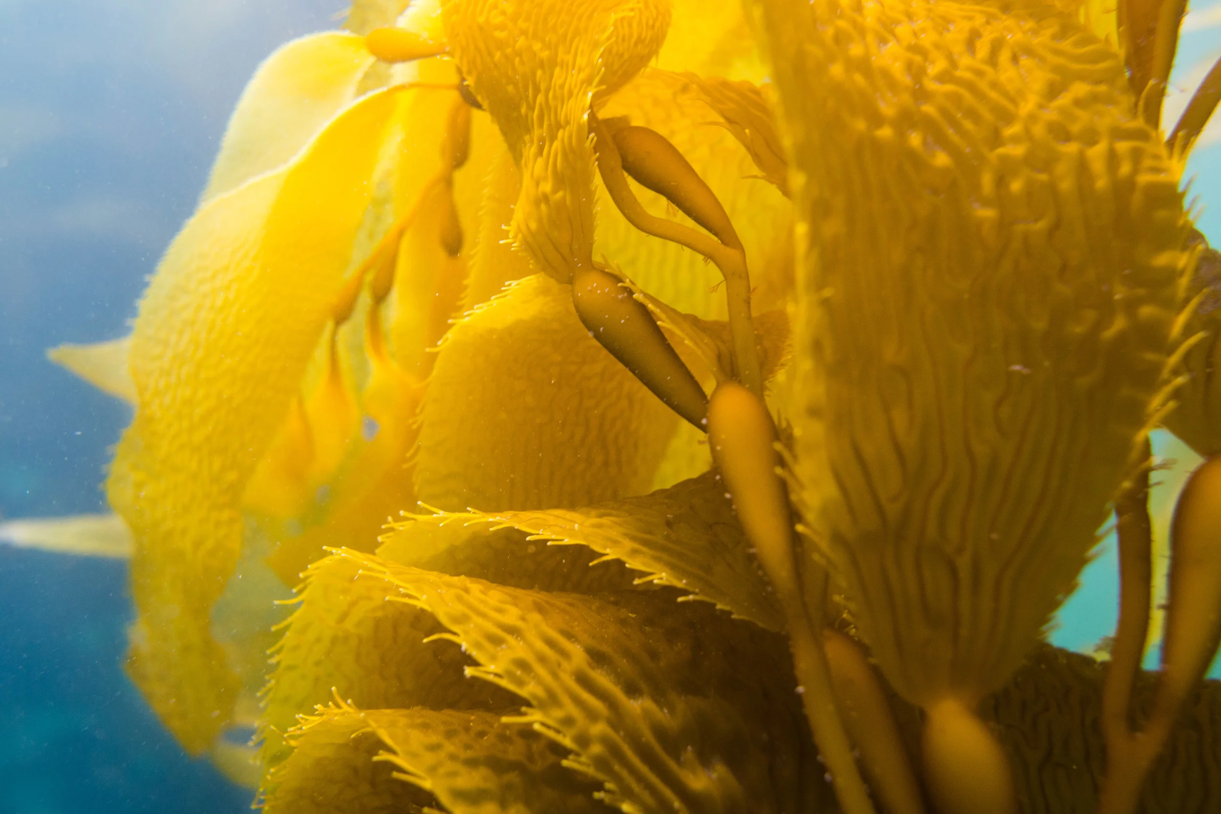 kelp-1.jpg