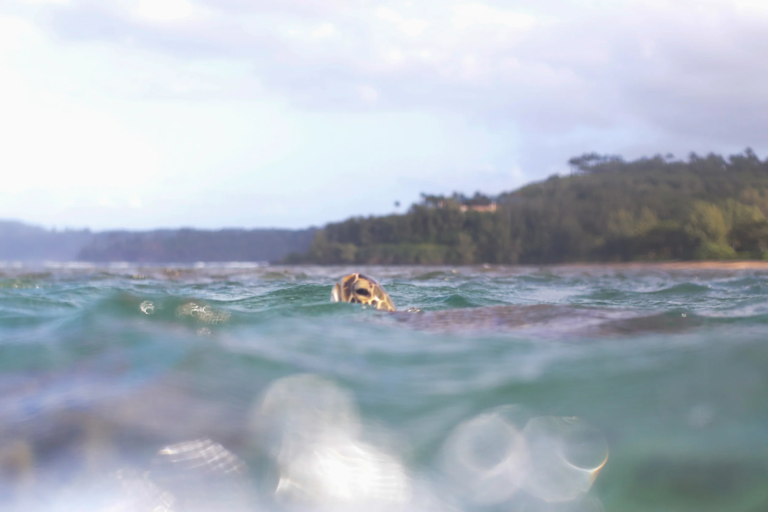 kauai-13.jpg