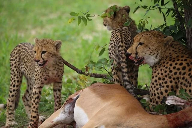 Day 9: The Lesson.
When I woke up at 4:30 for the morning drive, little did I know that I would experience the most amazing, humbling, and real events of my photographic career.
Awe happened upon a trio of cheetahs - a mother and her two cubs. The