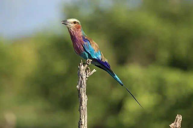 Africa is for the birds.
