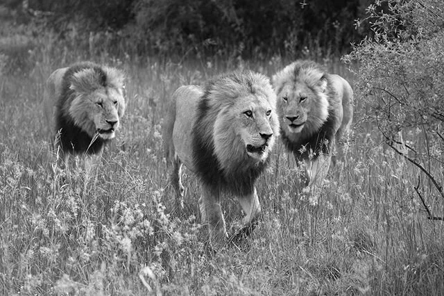 Lion kings and the outsider.
A drifter male lion, wanders into new territory and yells to the jungle, “I’m here!” The other lions came from miles away to see what the commotion was. The battered lone male hid and cowered from the b
